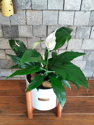 Peace Lily Delight