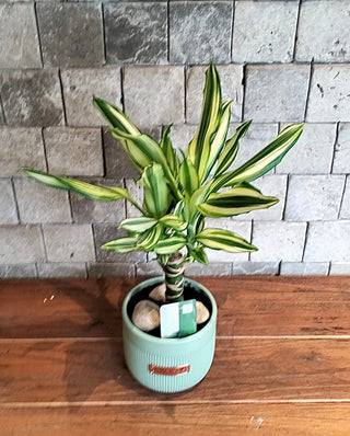 The Happy Plant Petite