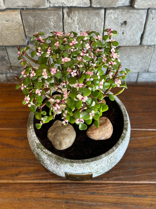 ‘Rustic-Chic’ Pink Jade Bonsai ‘MoneyTree’