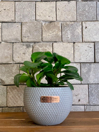 Baby Bliss Peperomia