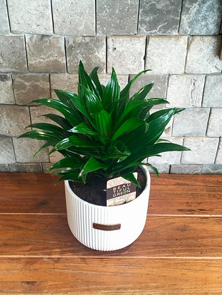 GlowLeaf Compacta