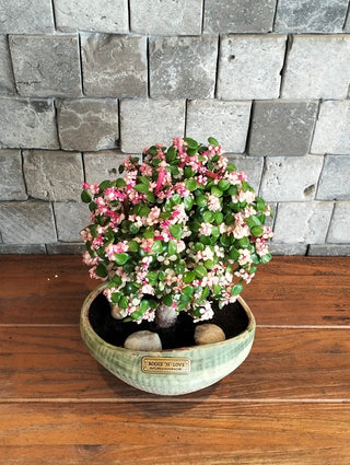 Pink Jade Bonsai · Terra