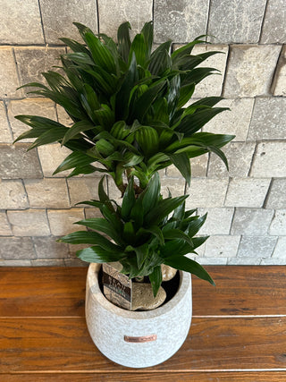 TropiGlow Dracaena ’Compacta’