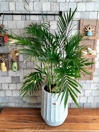 Golden Butterfly Palm