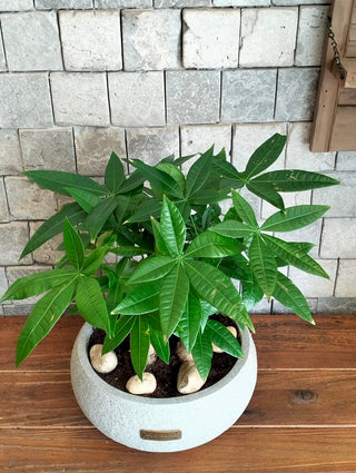 Chic Fortune-Forest MoneyTree Bonsai