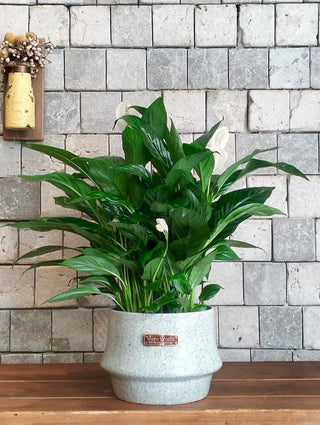 Peace Lily Bliss