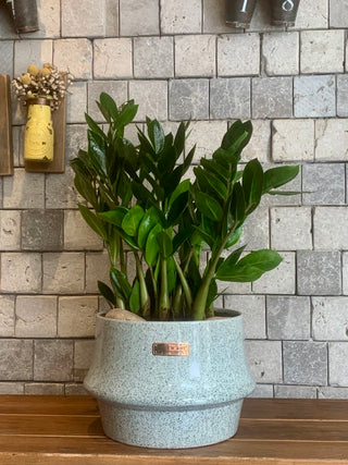 Zamia Glamour