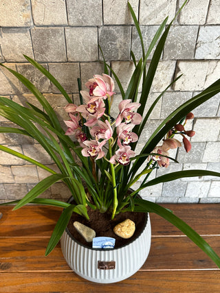 Cymbidium Orchids