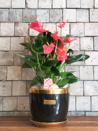 Blush Muse Flamingo Lily