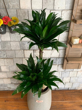 Verde Prime Compacta