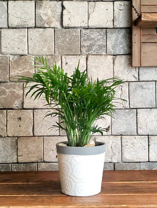 Parlor Palm Petite