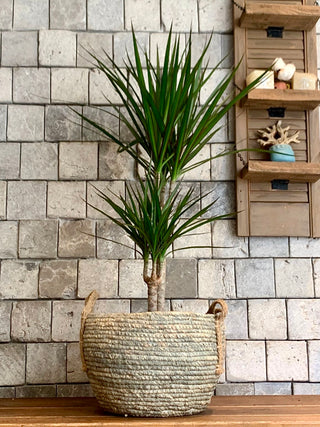 Root & Weave Marginata