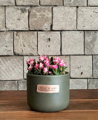 Sand Rose, Sunrise Succulents