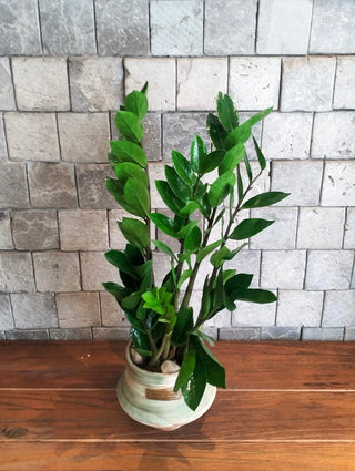 Zamia Terra