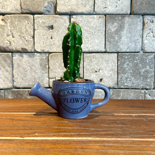 Mini Cactus Joy