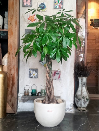 EverLuck MoneyTree Pachira