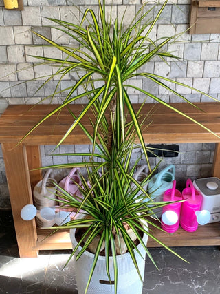 Song of India Reflexa