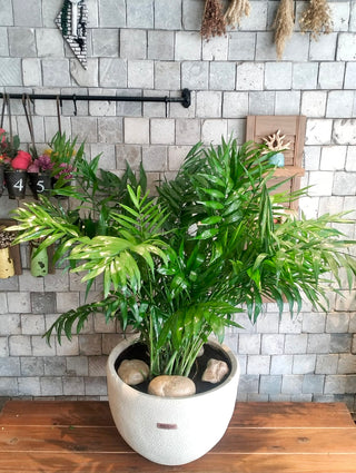 Lush Palm Studio