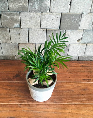 Fresh Aura Palm Petite