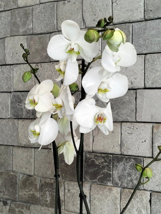 Eclipse Moon Orchids