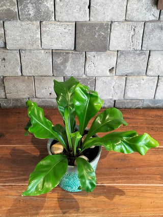 Sea Glass Fern Petite