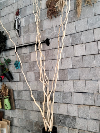 Dried Curly Willow Branches