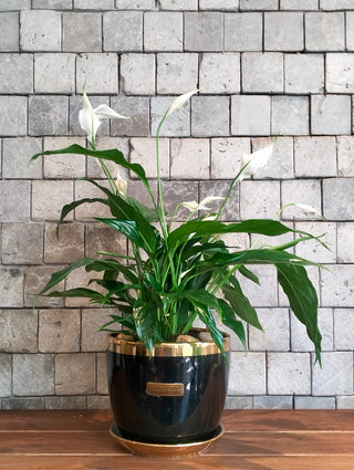 Peace Lily Delight