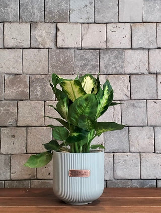 Ivory Mist Dieffenbachia