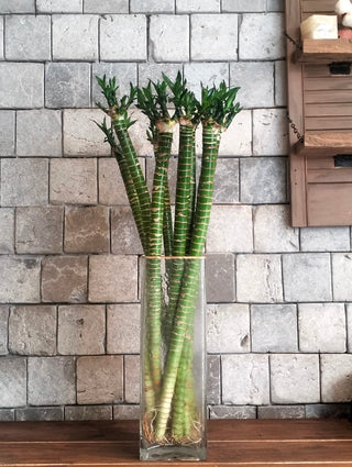 Lotus Bamboo Stalks