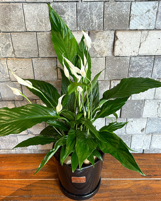 Peace Lily Blooms