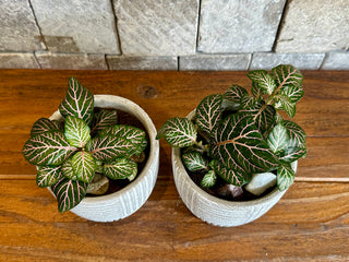 Mini ‘Pink Wave’ Fittonia