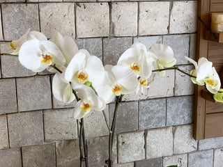 ‘Chloe Chic’ Moon Orchids