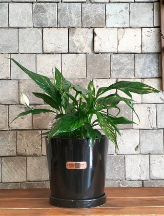 Peace Lily Bliss