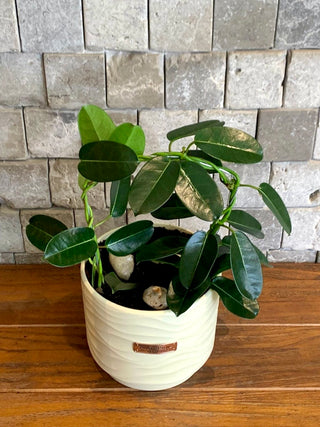 Madagascar Jasmine Beauty