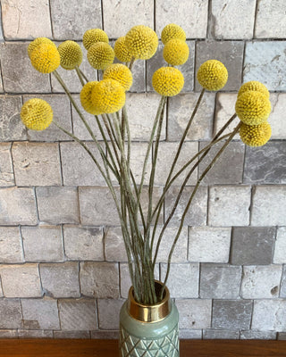 Dried Sun Balls ’Billy Buttons’ Crespedia