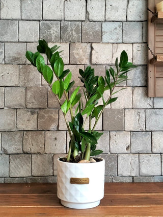 Zamia Gem