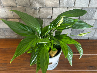 The Peace Lily Blooms