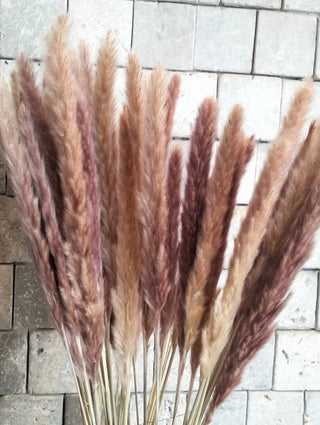 Dried Soft Feather Pampas Grass