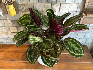 Rose Painted Calathea, The Prayer Plant