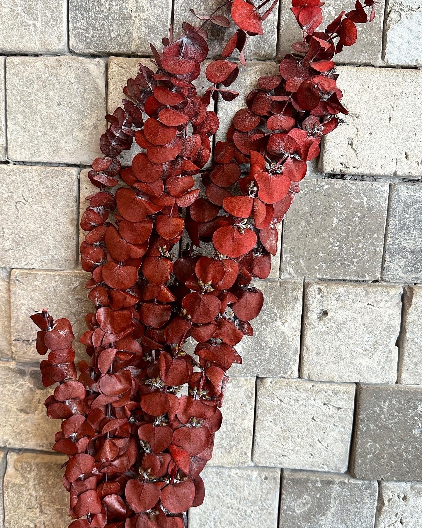 Dried ‘Red’ Eucalyptus Bunch