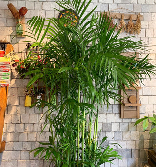 Grand Parlor Palm Chamaedorea Elegans