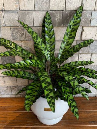 Elegant RattleSnake Calathea, The Prayer Plant