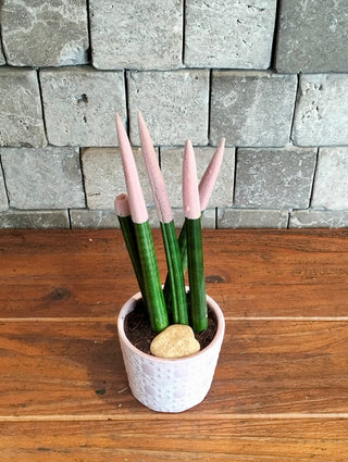 cylandar snake plant Cylindrical Snake Plant Indoor – Air Purifying & Low Maintenance – ROUGE 'N' LOVE ™