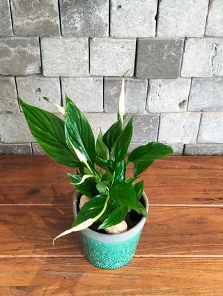Fresh Aura Lily Petite