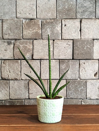 Cylindrical Snake Plant Petite