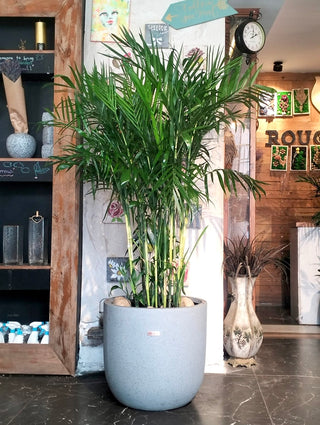 Grand Parlor Palm