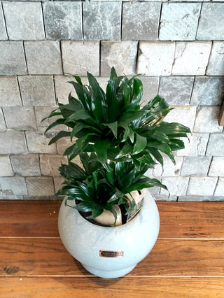 GlowLeaf Compacta