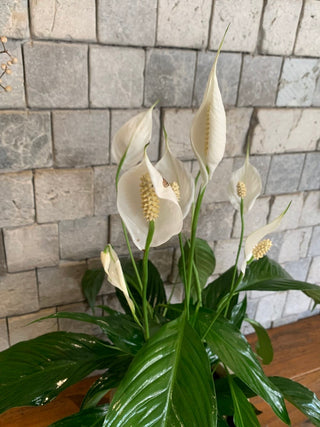Velvet Glow Peace Lily