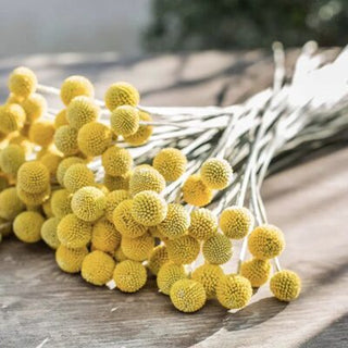 Dried Sun Balls ’Billy Buttons’ Crespedia