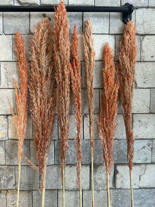 Dyed Multi-Colored Pampas Grass